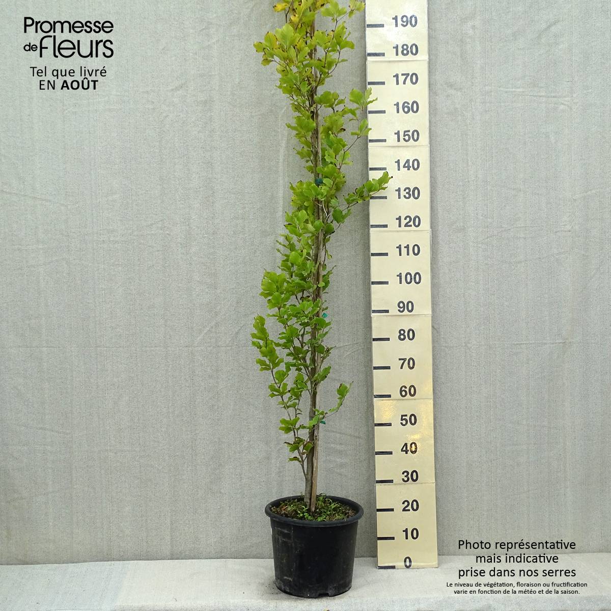 Fagus sylvatica Dawyck Gold - Hêtre fastigié doré Pot de 7,5L/10L - Image 2