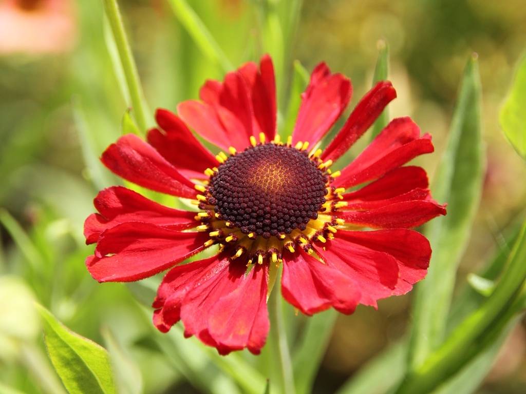 Promesse de Fleurs - Hélénium Kupferswerg - Hélénie cuivrée  Godet de 8/9 cm - Image 2