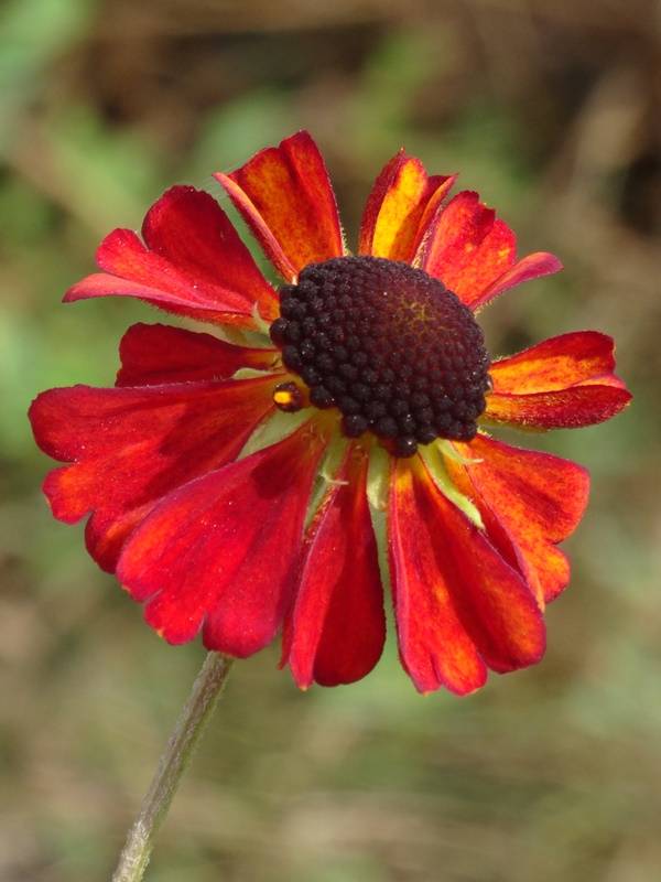 Promesse de Fleurs - Hélénium Kupferswerg - Hélénie cuivrée  Godet de 8/9 cm - Image 1