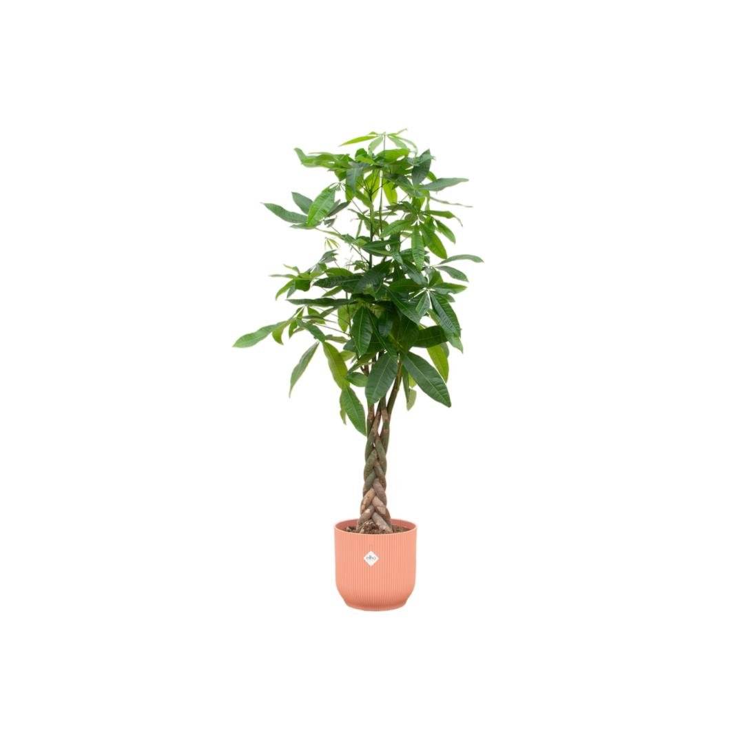Pachira Aquatica et son pot- La Green Touch Rose - Hauteur 160cm
