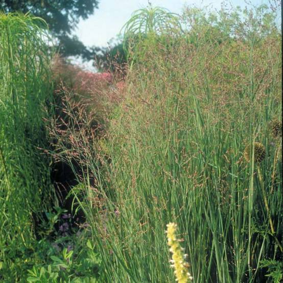 Panic érigé - Panicum virgatum Heavy Métal Pot de 2L/3L