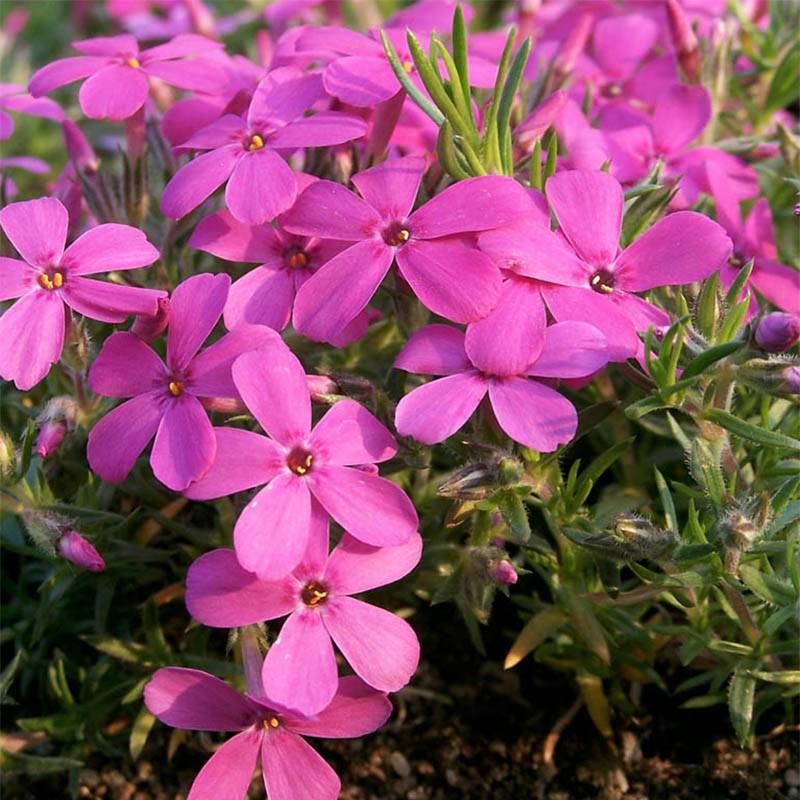 Promesse de Fleurs - Phlox douglasii Waterloo - Phlox mousse Godet de 8/9 cm