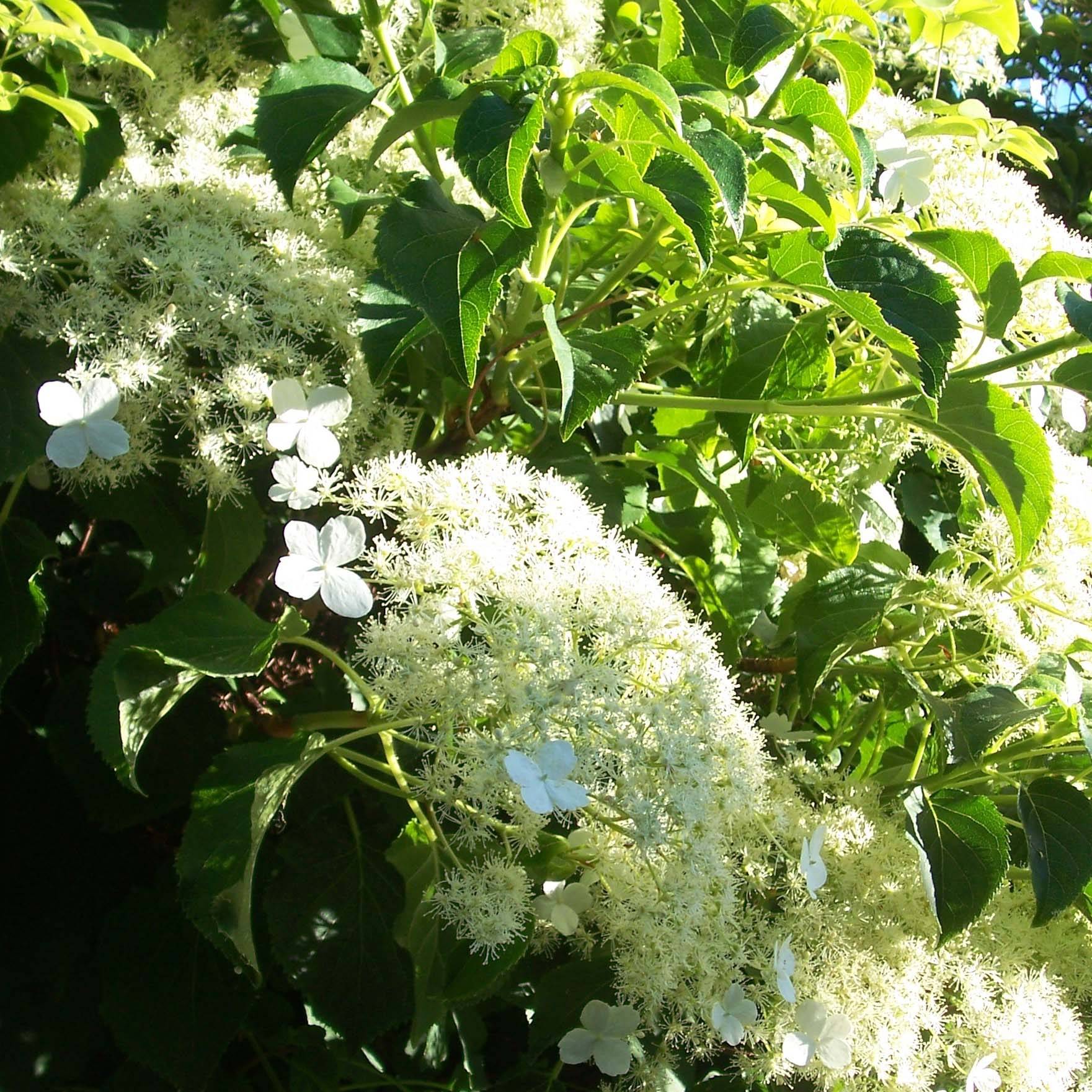 Promesse de Fleurs - Hydrangea petiolaris Flying Saucer - Hortensia grimpant Pot de 2L/3L