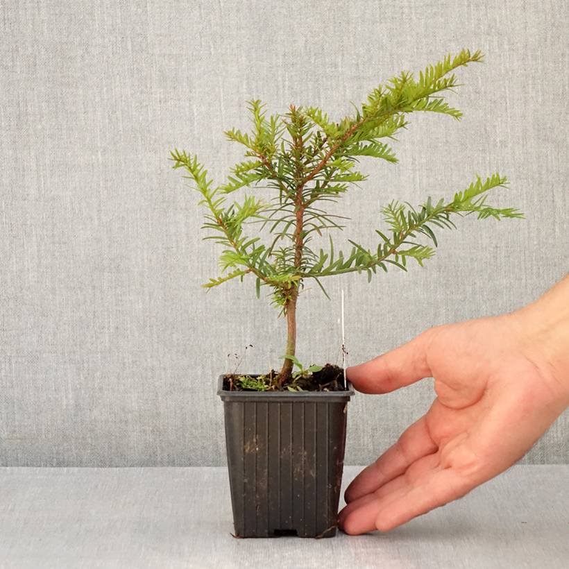Taxus baccata - If commun Godet de 8/9 cm - Image 2