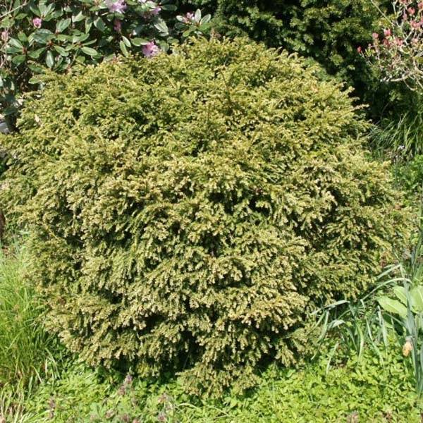 Taxus baccata - If commun Godet de 8/9 cm - Image 1