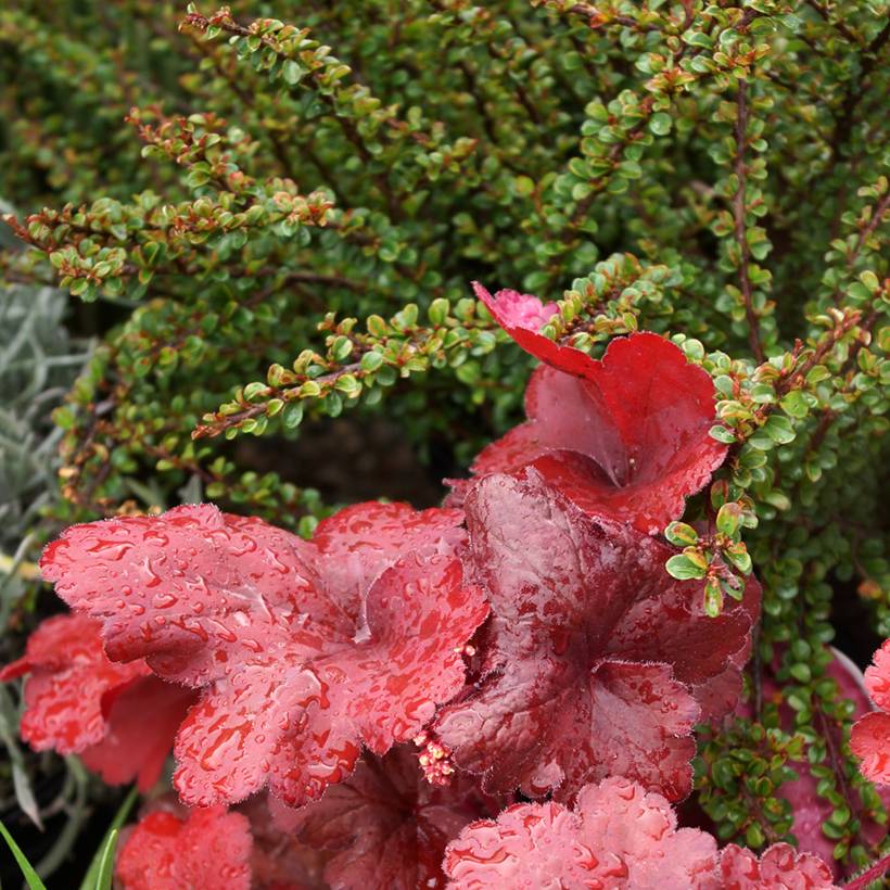 Cotoneaster adpressus Little Gem Pot de 2L/3L