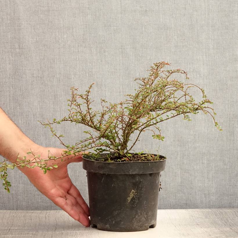 Cotoneaster adpressus Little Gem Pot de 2L/3L - Image 2