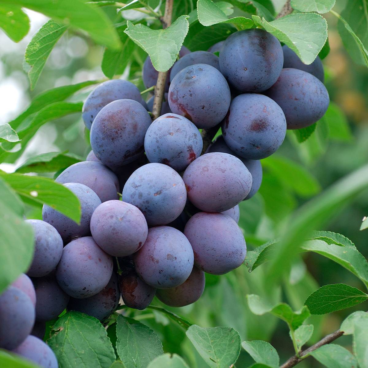 Pruneau de Bâle - Prunier Hauszwetsche - Quetsche Pot de 7,5L/10L, Demi-Tige