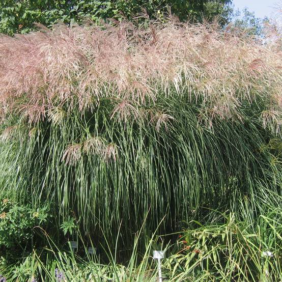 Miscanthus sinensis Graziella - Roseau de Chine Godet de 8/9 cm