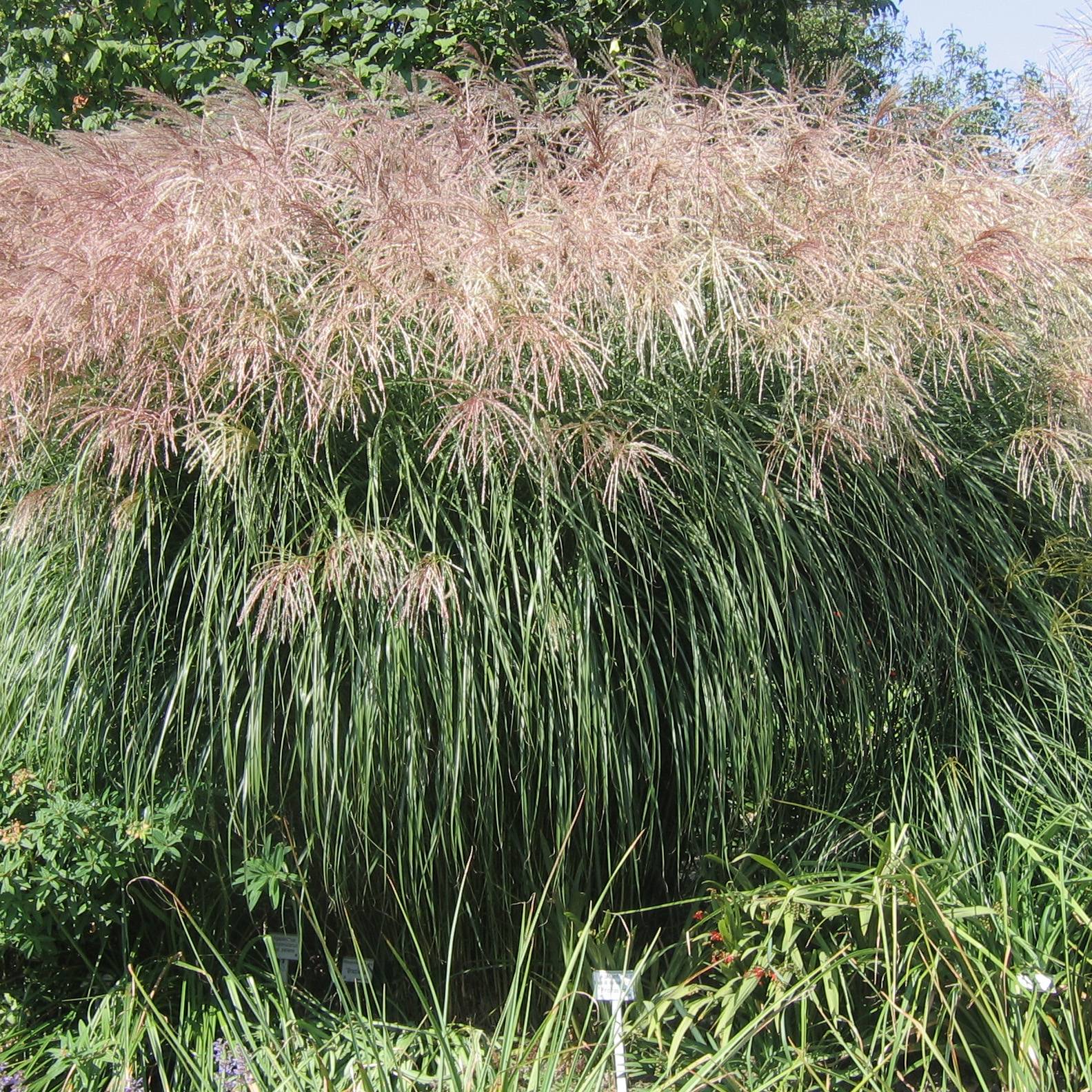 Miscanthus sinensis Graziella - Roseau de Chine Godet de 8/9 cm