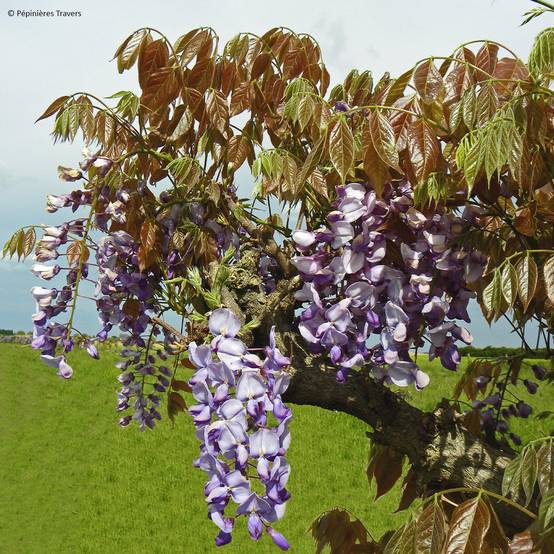 Glycine de Chine Blue Line - Wisteria sinensis Pot de 2L/3L