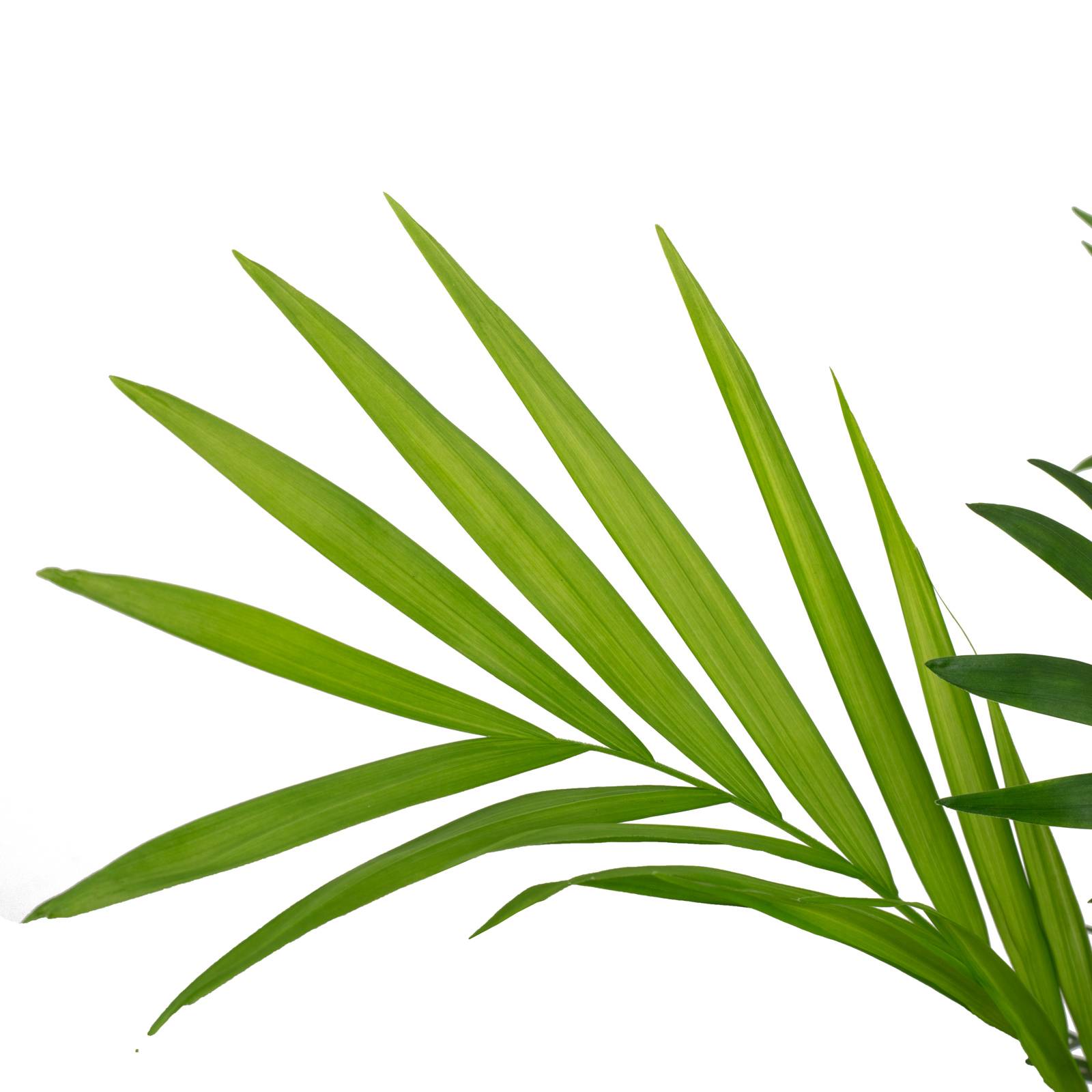 Palmier de montagne - plante d'intérieur facile d'entretien, Chamaedorea elegans - hauteur env. 70 cm, pot-Ø 17 cm - Image 2