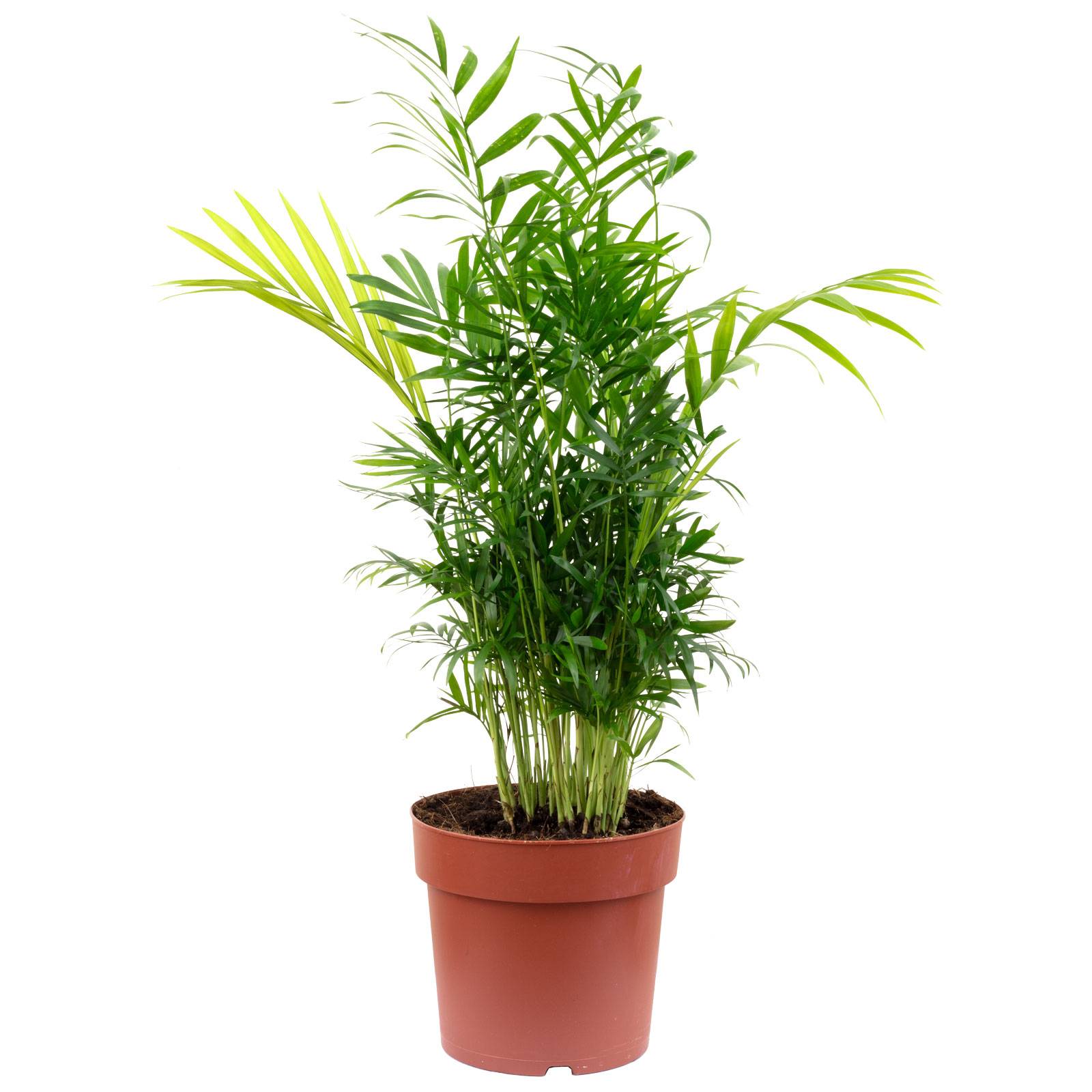 Palmier de montagne - plante d'intérieur facile d'entretien, Chamaedorea elegans - hauteur env. 70 cm, pot-Ø 17 cm - Image 1
