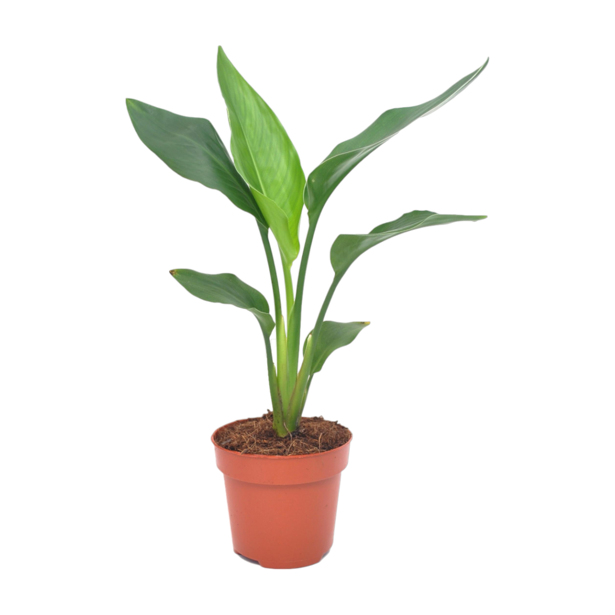 Strelitzia Reginea 40cm - Plante d'intérieur- La Green Touch - Image 1