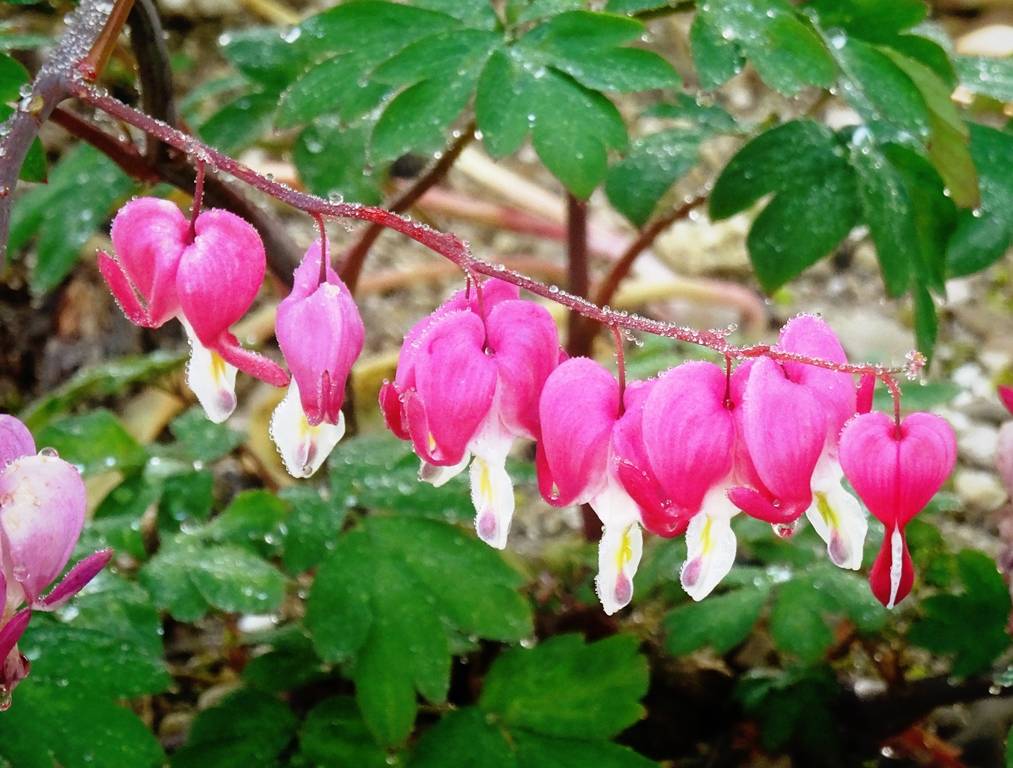 Coeur de Marie Rose - Dicentra spectabilis Godet de 8/9 cm