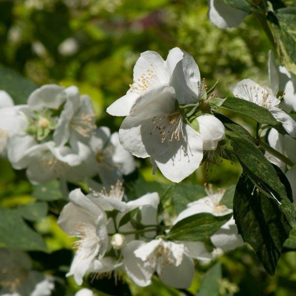 Seringat des Jardins - Philadelphus Innocence Pot de 7,5L/10L