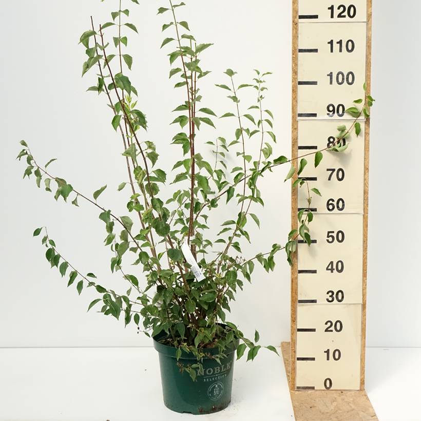 Seringat des Jardins - Philadelphus Innocence Pot de 7,5L/10L - Image 2
