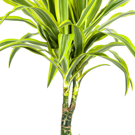 Dracaena Deremensis Lemon Vert Clair - D21 H90cm - Image 5