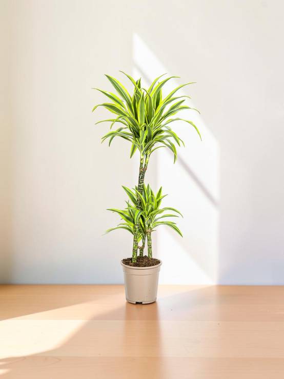 Dracaena Deremensis Lemon Vert Clair - D21 H90cm - Image 1
