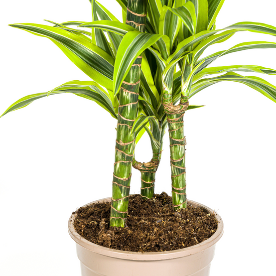 La Green Touch - Dracaena Deremensis Lemon Vert Clair - D21 H90cm - Image 7