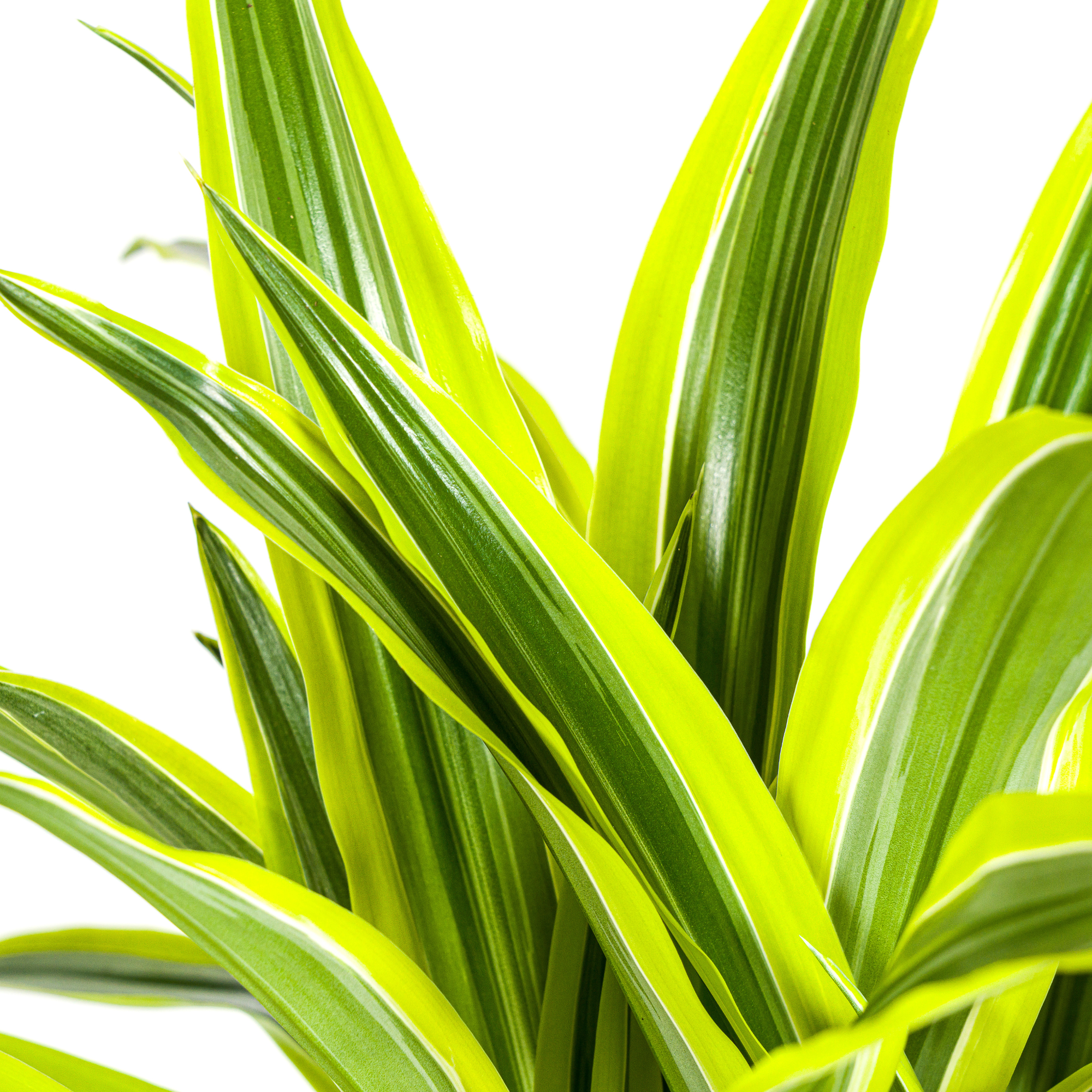 Dracaena Deremensis Lemon Vert Clair - D21 H90cm - Image 2