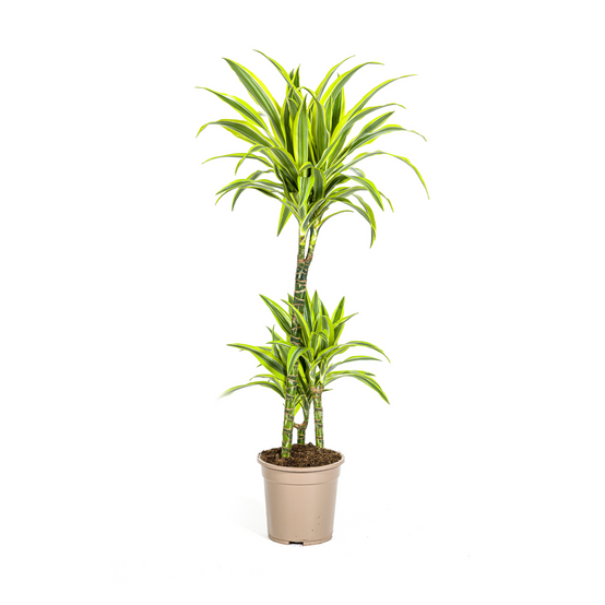 Dracaena Deremensis Lemon Vert Clair - D21 H90cm - Image 4