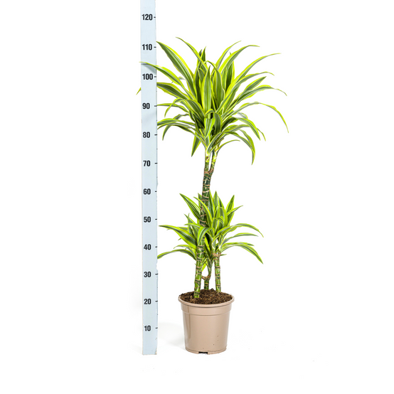 Dracaena Deremensis Lemon Vert Clair - D21 H90cm - Image 3