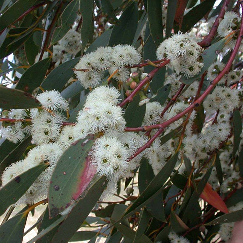 Promesse de Fleurs - Eucalyptus parviflora - Gommier à petites feuilles Godet de 8/9 cm