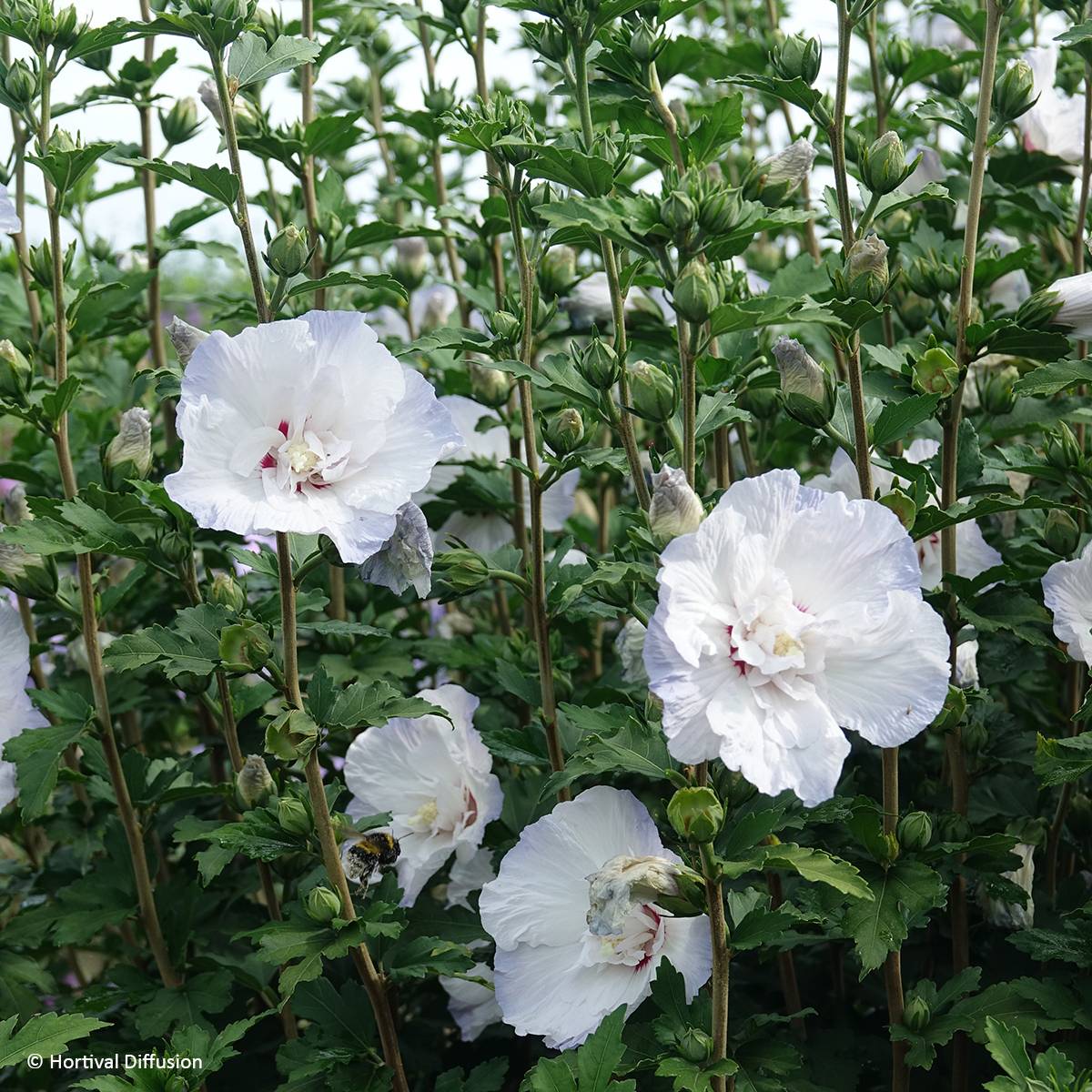 Hibiscus syriacus Igloo - Althéa double Pot de 4L/5L