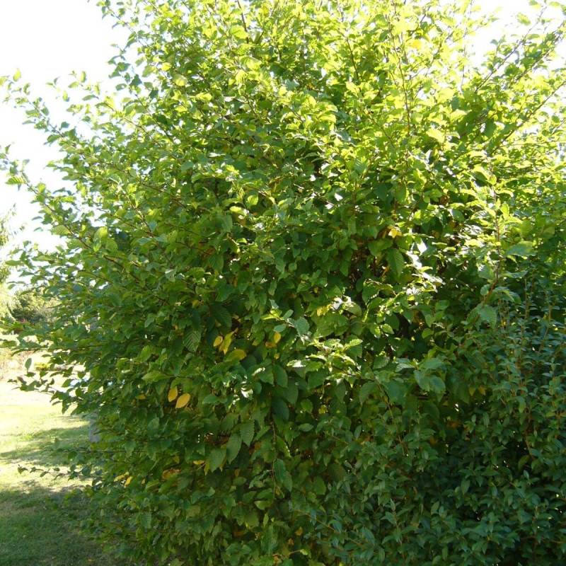 Charme commun, Charmille, Carpinus - Pot de 4L - 40/60 cm - Image 1