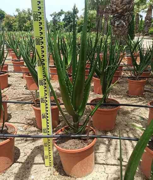Sans Marque - Aloe barberae (Aloe.bainesii) Pot de 25L - 100/125cm