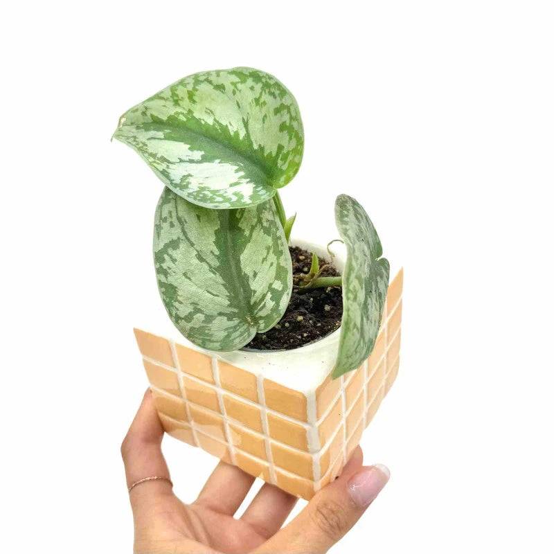 Scindapsus Pictus Treubii - Pot de 6cm - Plantes d'intérieur