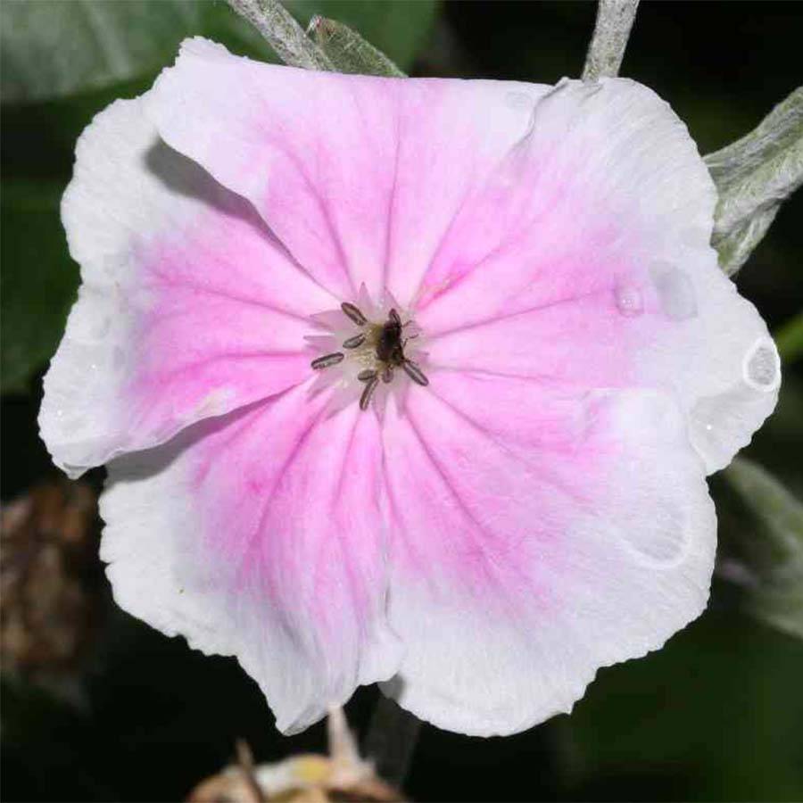 Lychnis coronaria Angel's Blush (Oculata) Godet de 8/9 cm