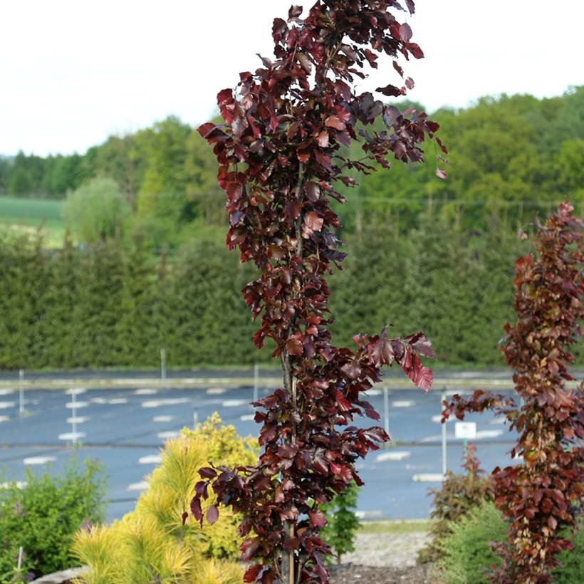 Promesse de Fleurs - Fagus sylvatica Anny's Red Pillar - Hêtre pourpre colonnaire Pot de 4L/5L