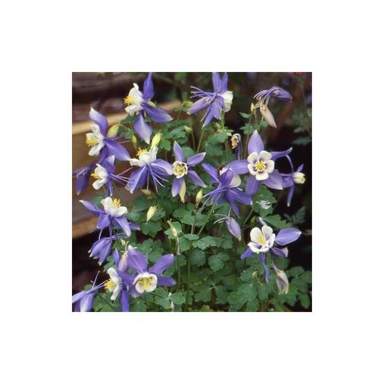 Ancolie Blue Star à fleurs Blanche - feuillage Caduc - Godet - 5/20 cm- hauteur à maturité De 0,50 m à 1,00 m - Image 1