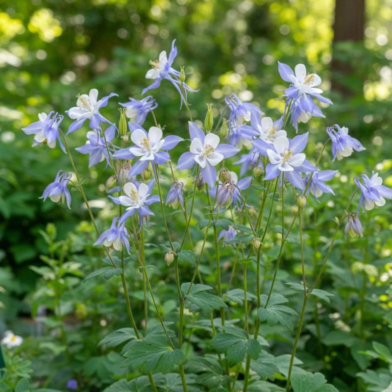 Ancolie Blue Star à fleurs Blanche/Bleue - feuillage Caduc - Godet - 5/20 cm - Image 1