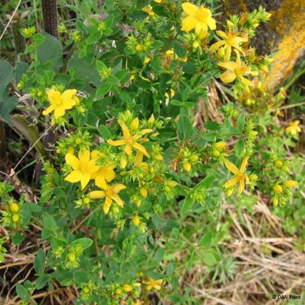 Hypericum perforatum - Millepertuis officinal, perforé Pot de 1,5L/2L