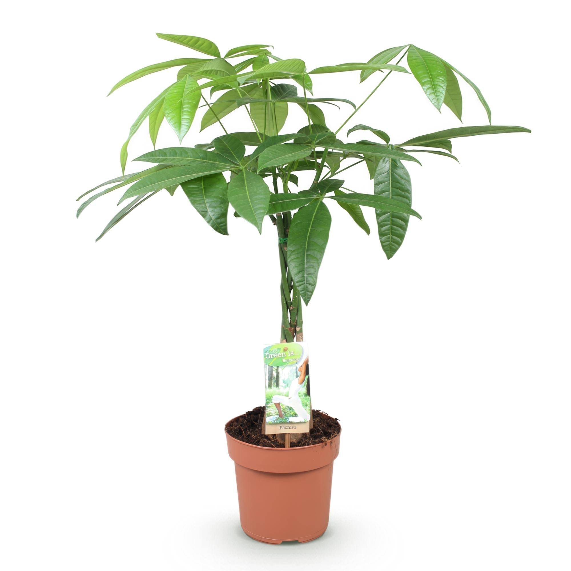 Pachira Aquatica - D17 H70cm - Image 3