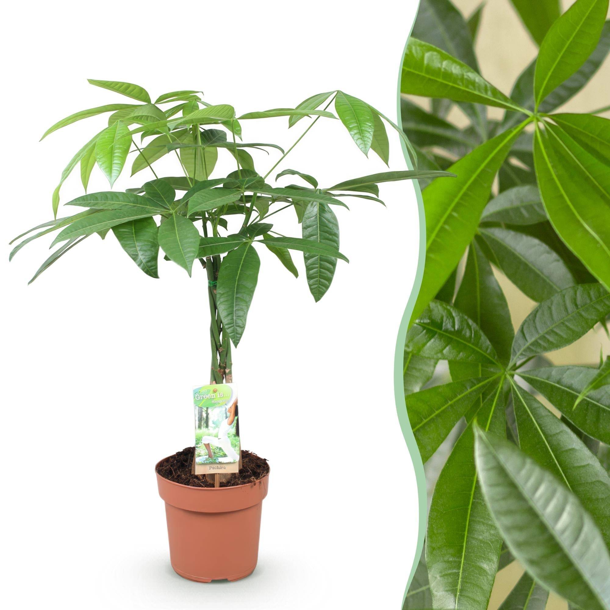Pachira Aquatica - D17 H70cm - Image 2