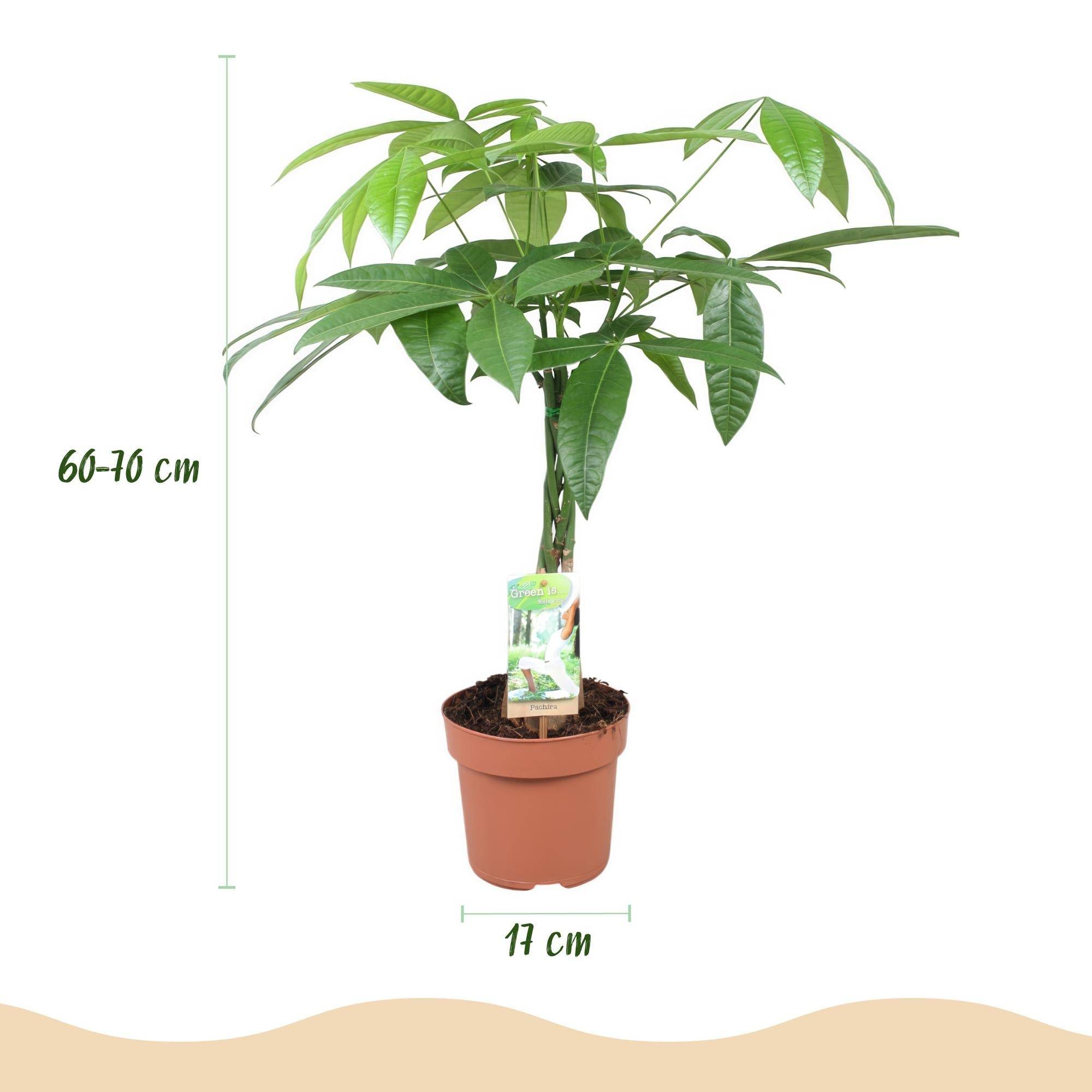Pachira Aquatica - D17 H70cm - Image 4