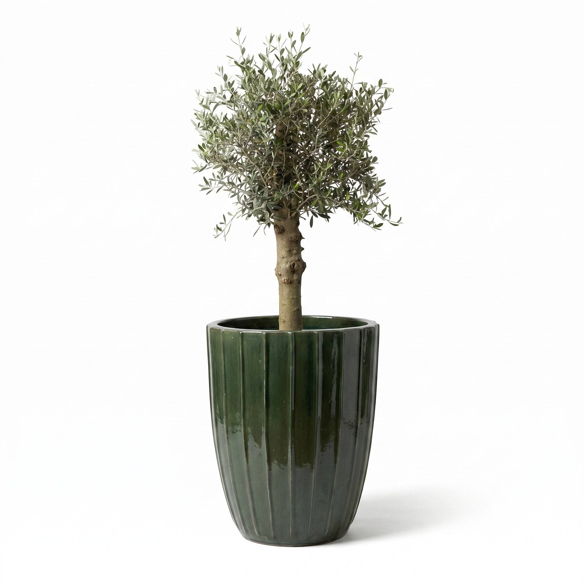 Lot olivier + pot HUGO 55x71cm vert jungle - Image 2