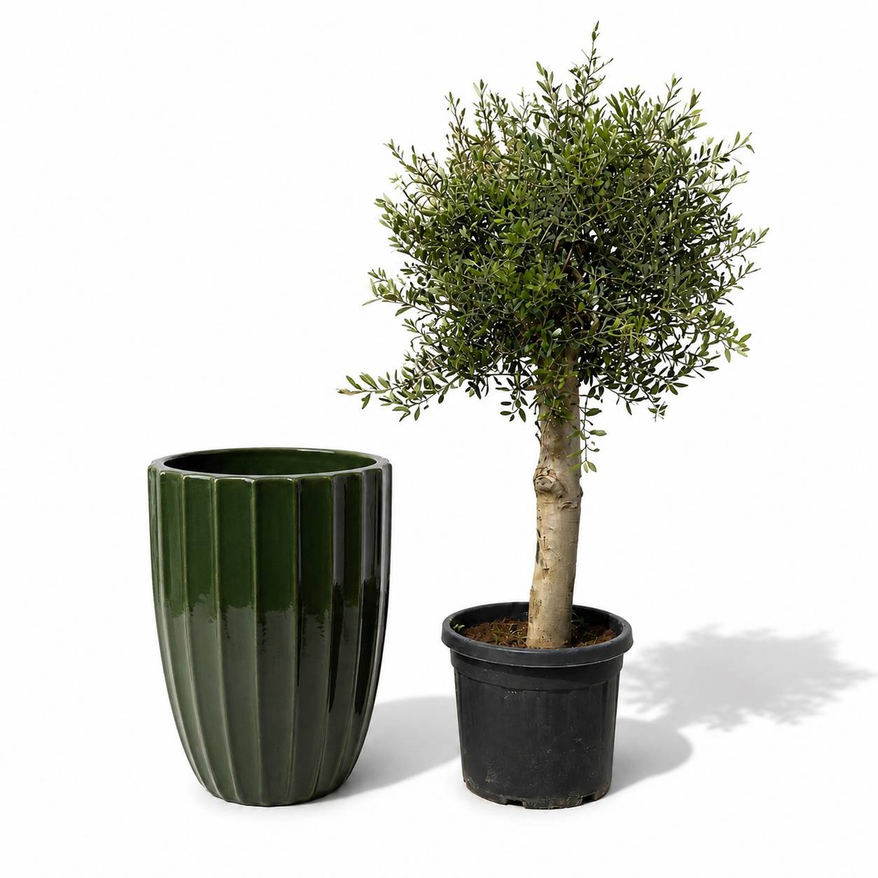 Lot olivier + pot HUGO 55x71cm vert jungle - Image 1