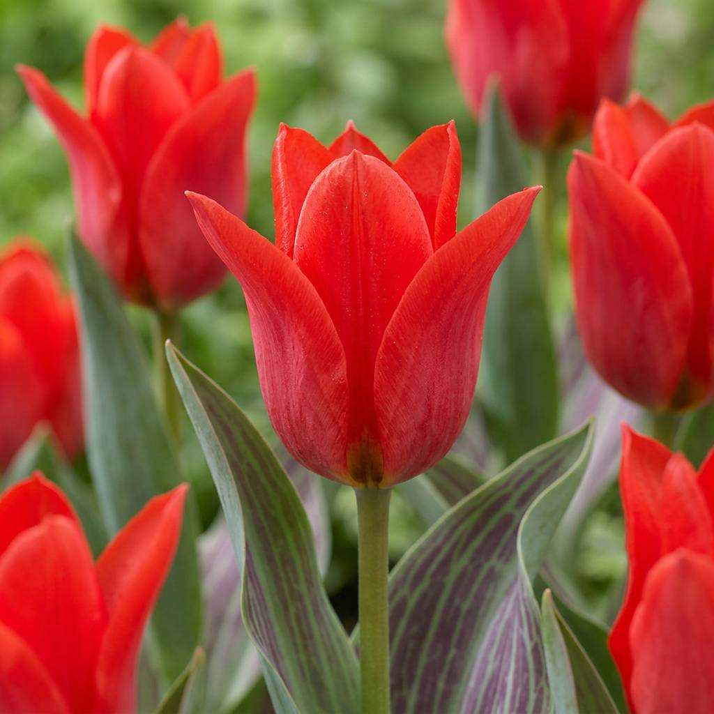 La Green Touch - Tulipe de Greig rouge - 15 bulbes - calibre 11/12