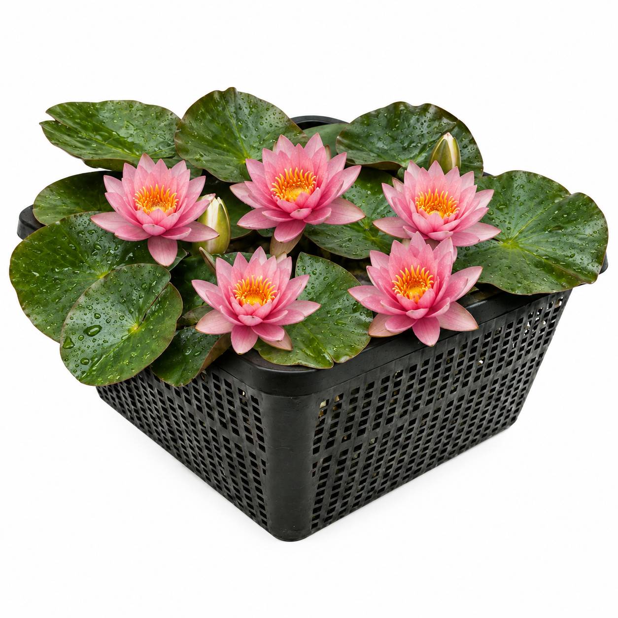 Nénuphar nain rose - Nymphaea pygmaea - 1x nénuphar multiflore et panier