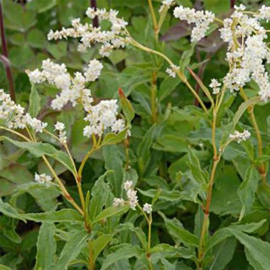 Promesse de Fleurs - Persicaire, Renouée kahil - Aconogonon tortuosum var. glabrifolium Godet de 8/9 cm