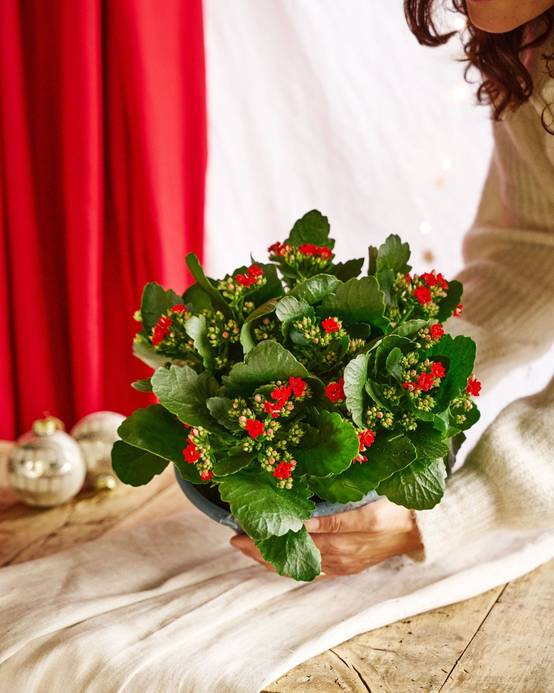 Kalanchoe rouge - décoration Noël 27cm - Plante d'intérieur- La Green Touch - Image 2