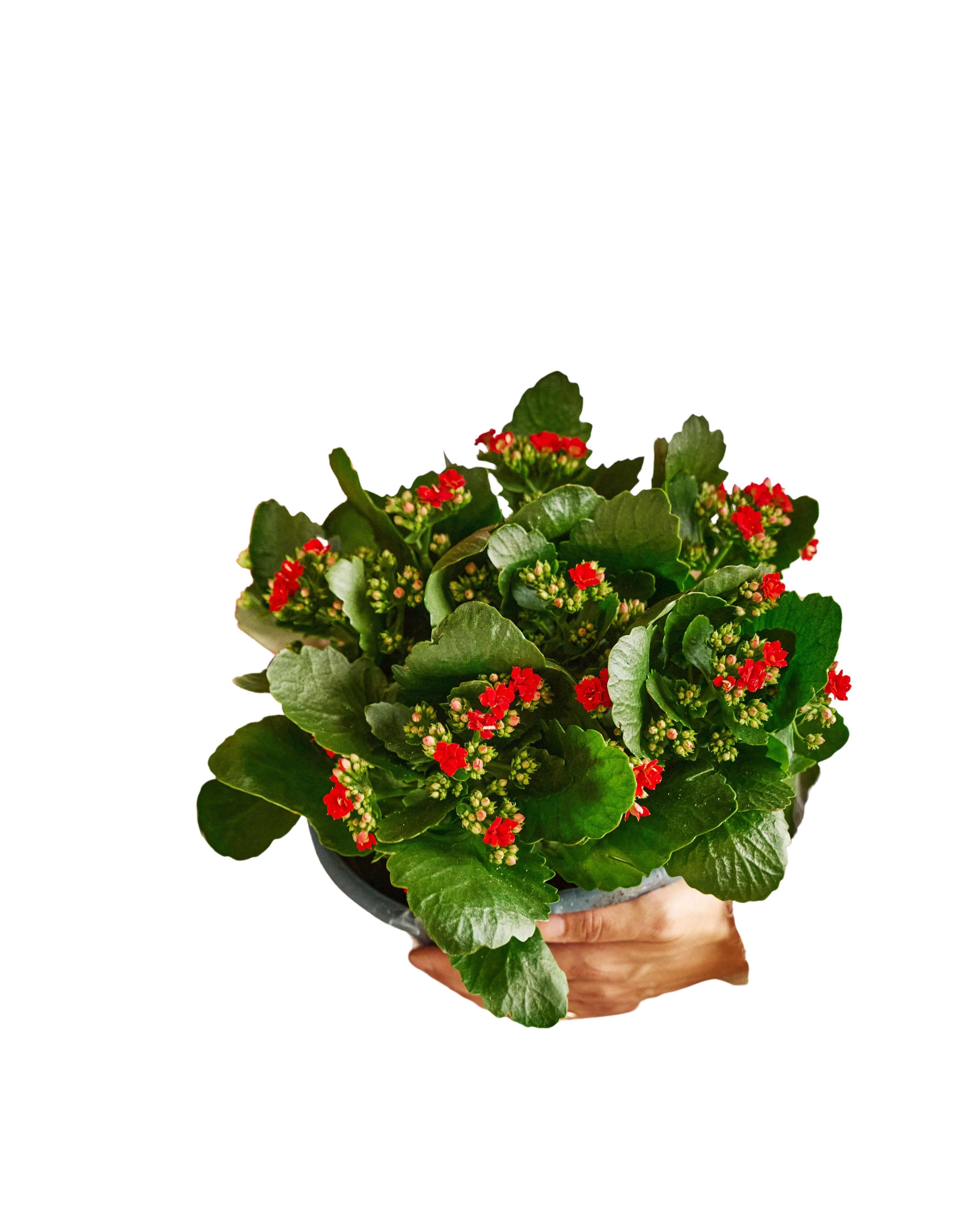 Kalanchoe rouge - décoration Noël 27cm - Plante d'intérieur- La Green Touch - Image 1