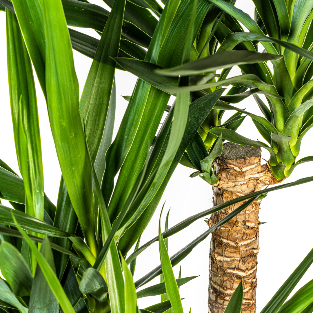 Yucca Elephantipes Ramifiée - D24 H80cm - Image 3