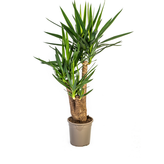 Yucca Elephantipes Ramifiée - D24 H80cm - Image 1