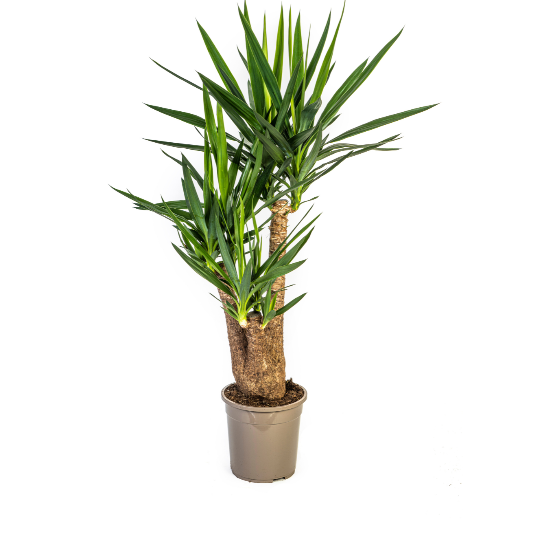 Yucca Elephantipes Ramifiée - D24 H80cm - Image 1